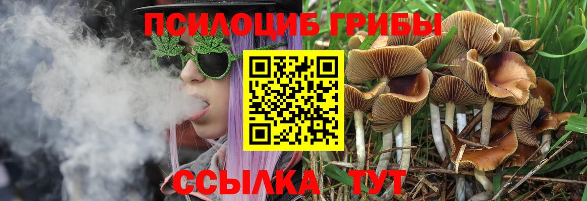 Псилоцибиновые грибы Psilocybe Азнакаево